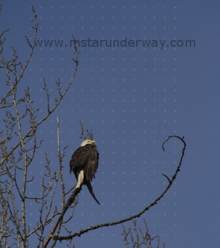 Bald eagle in a tree in the Salish Sea.