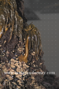 Small kelp plant in natural habitat minus the water.