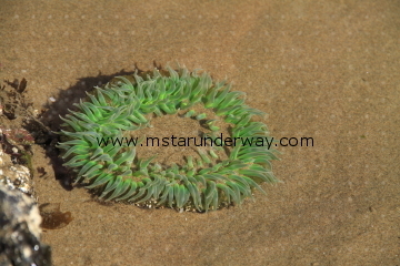 Sea Anemone in the sand