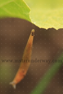 Small slug hanging from leaf.
